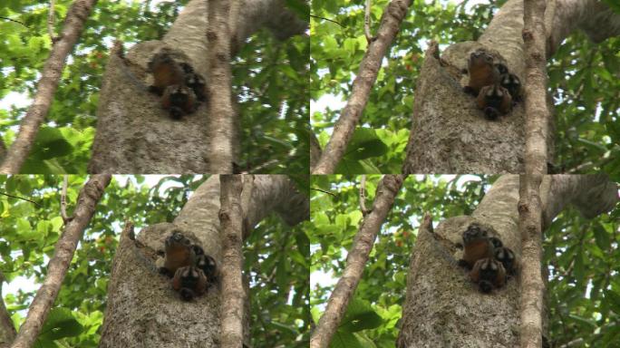 亚马孙河热带雨林 吼猴猴宝宝在树洞里