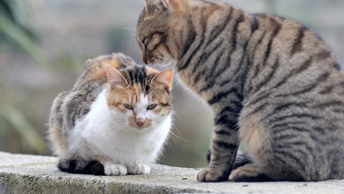 中华田园狸花猫特写乡村动物