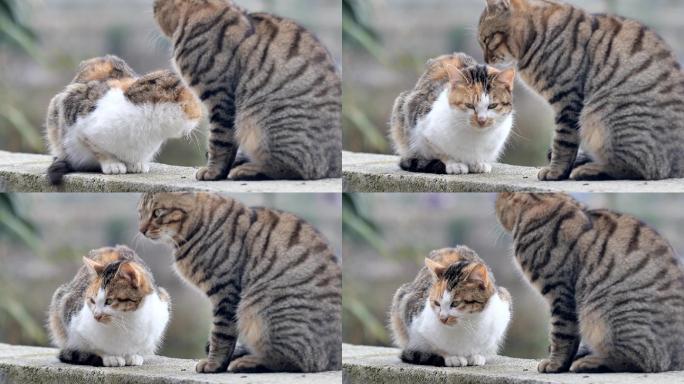 中华田园狸花猫特写乡村动物