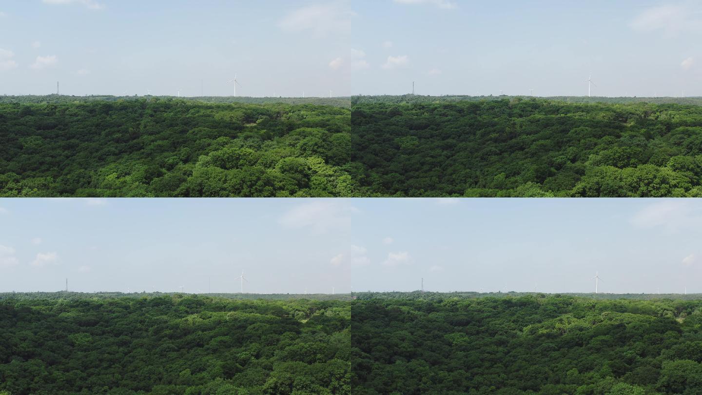 夏季的森林风光航拍4K视频