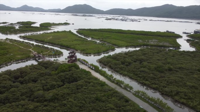 陵水新村红树林