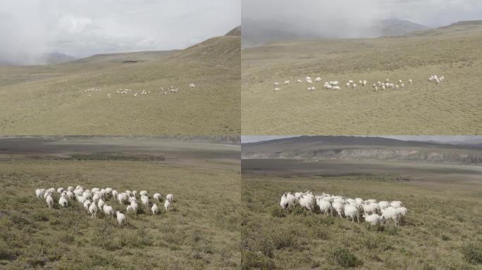 青海果洛牧场羊群4K航拍未调色