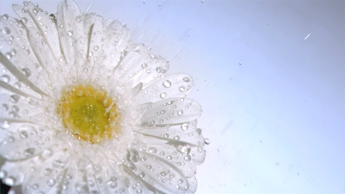 白色雏菊被水打湿特写