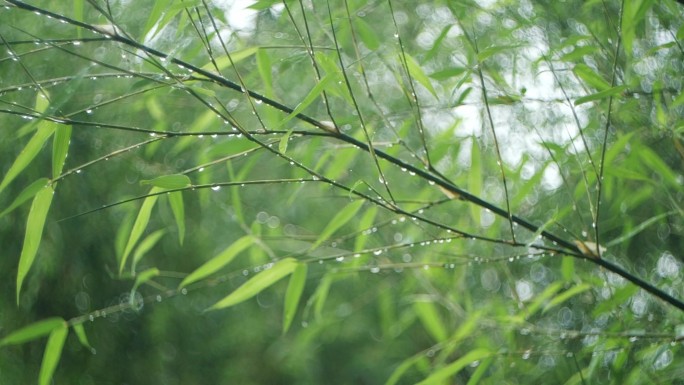 竹子水滴