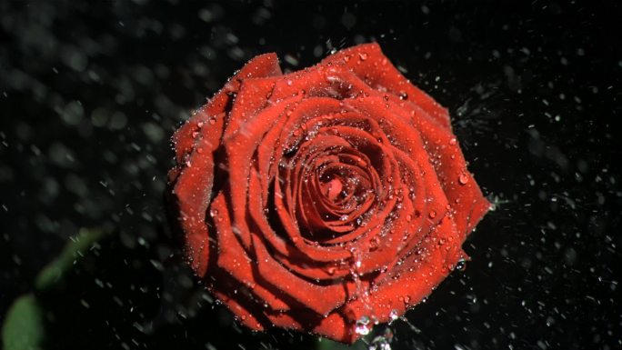 红色玫瑰花特写爱情婚礼结婚求婚表白红玫瑰