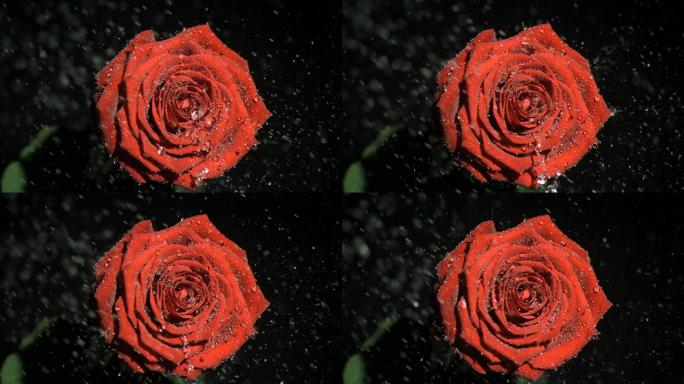 红色玫瑰花特写爱情婚礼结婚求婚表白红玫瑰