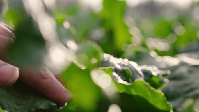 原创4K实拍手抚摸青菜 有机蔬菜