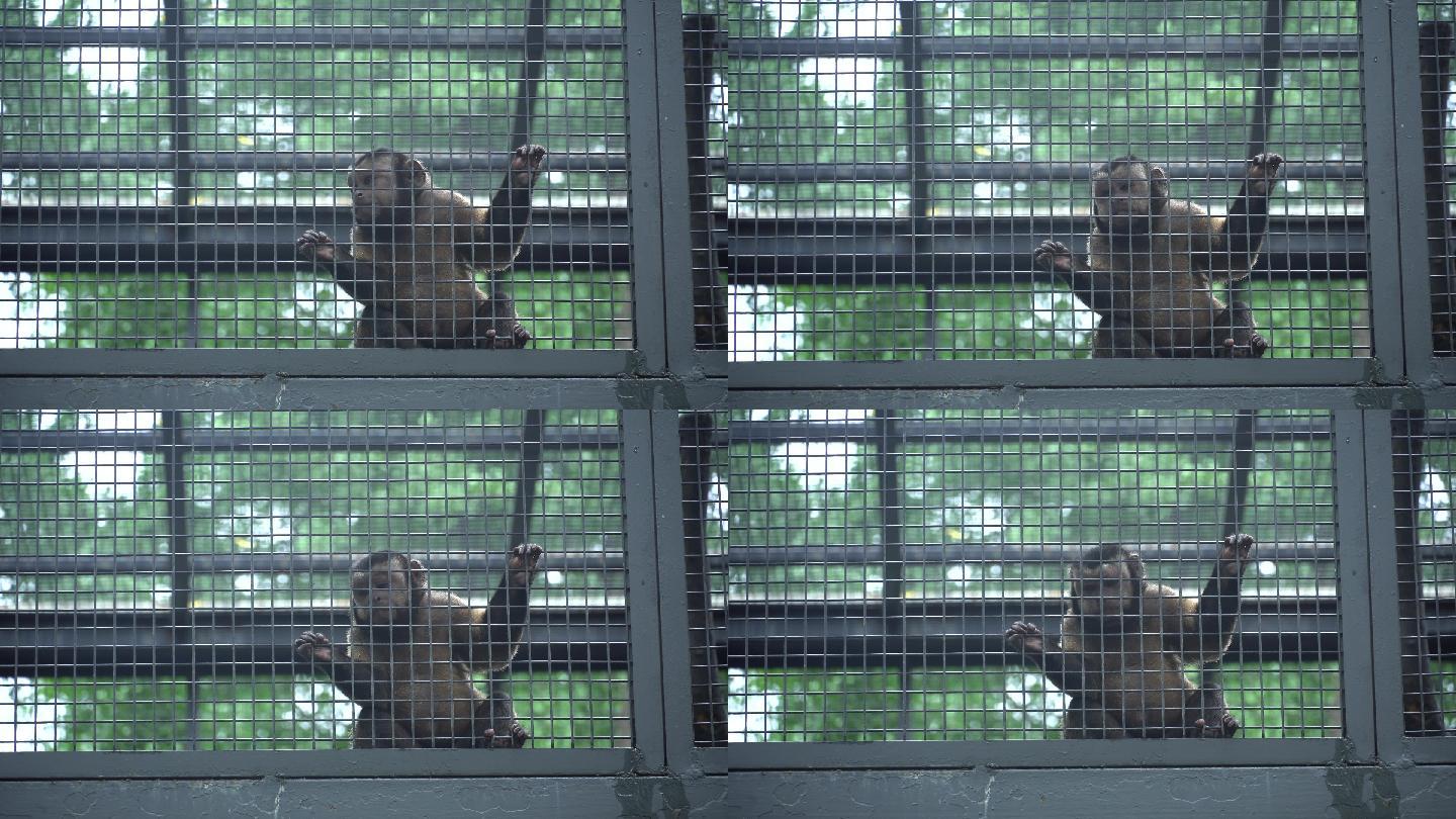 猴子铁笼