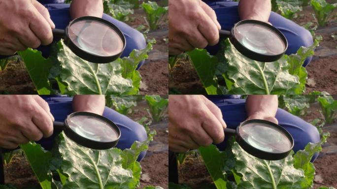 原创4K拍摄新农人 放大镜观察有机蔬菜