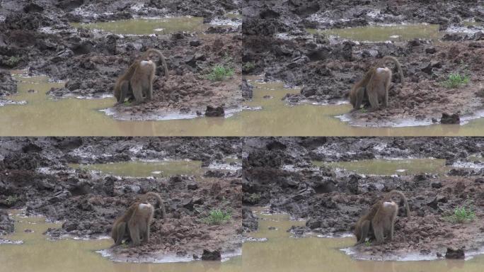 在泥地中撅屁股喝水的狒狒