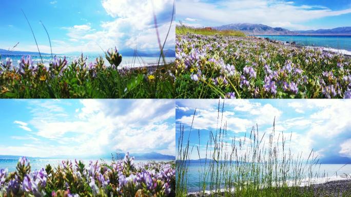 赛里木湖 花海 湖边花海 湖水 唯美