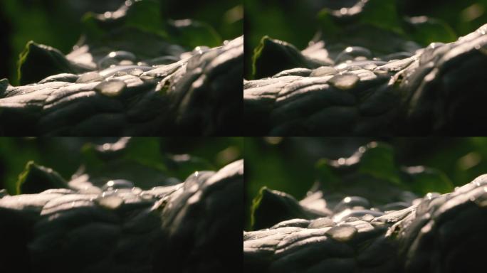 原创4k拍摄逆光下菜叶上的水珠 有机蔬菜