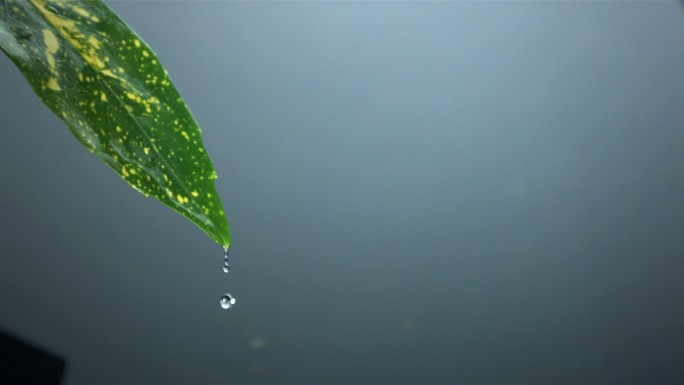 水珠从叶子上滑落掉进水里特写