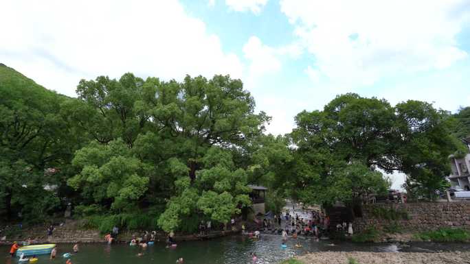 浙江乡村清澈溪水大樟树夏天玩水游泳纳凉