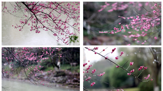 雨中盛开的梅花4K升格