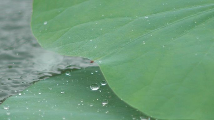 雨中莲花