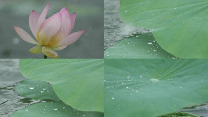 雨中莲花