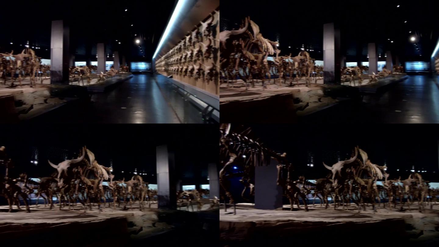 探秘古人类、环境、动物博物馆—大庆博物馆