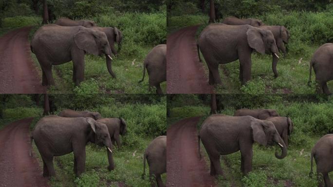 坦桑尼亚东非草原在路边的大象