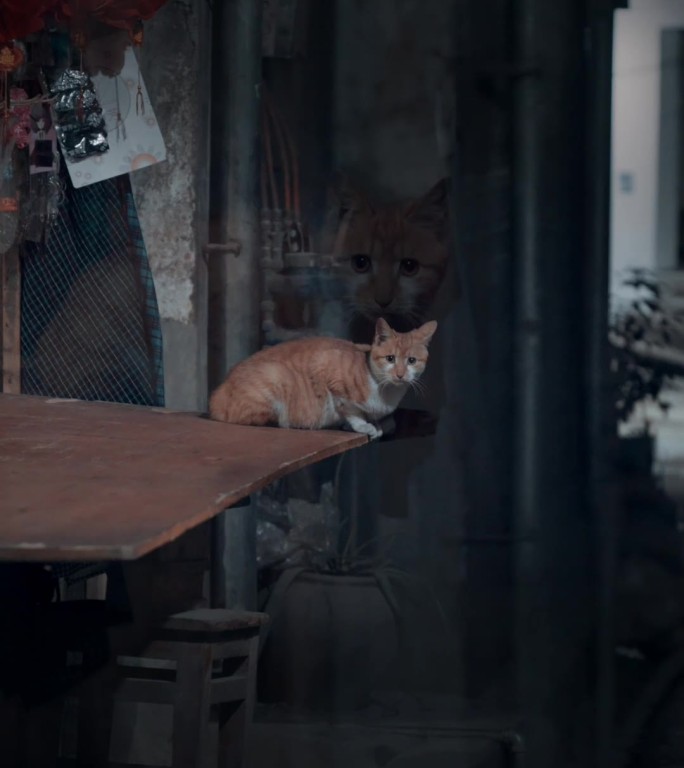 夜景 孤独的人 人间烟火  猫