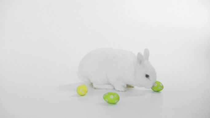 白色的背景上滚动着复活节彩蛋的白兔
