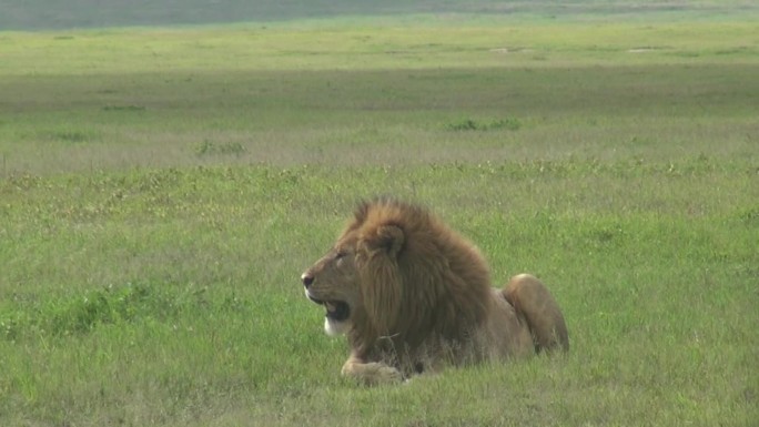 东非草原上趴着的狮子