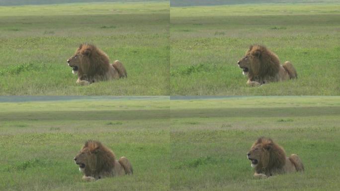 东非草原上趴着的狮子