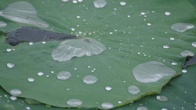 8k下雨天写意意境荷叶上的水珠滚动流动