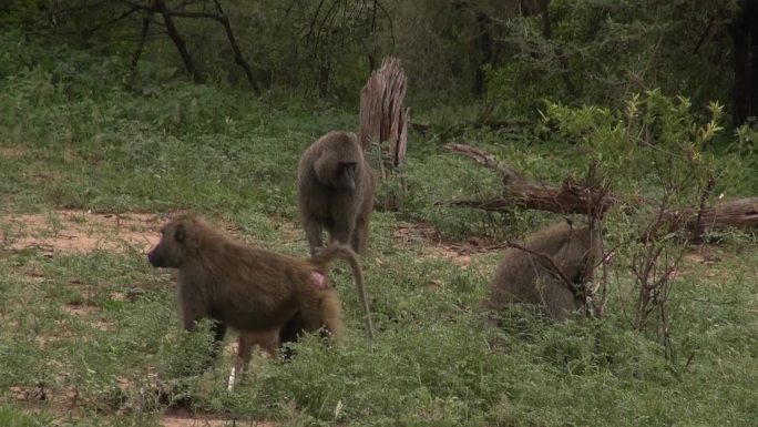 东非坦桑尼亚在灌木丛间的狒狒群