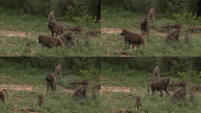 东非坦桑尼亚在灌木丛间的狒狒群