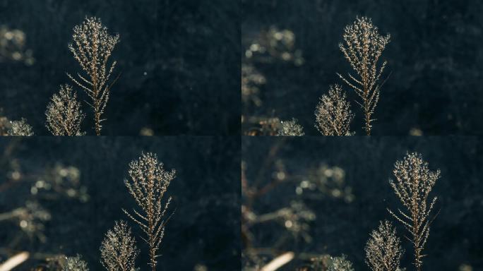 水甜茅植物逆光视频
