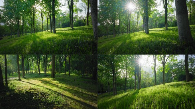 夏天夏日阳光照射清晨森林树林光影