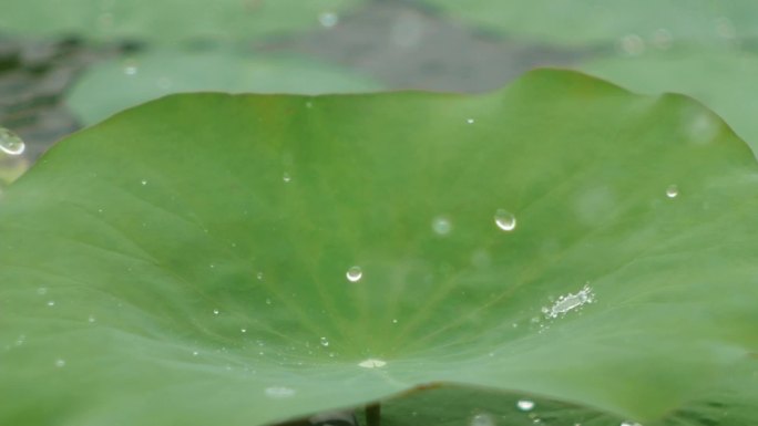 雨中荷塘