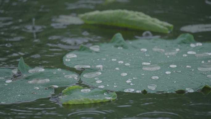 8k下雨天写意意境荷叶上的水珠滚动流动