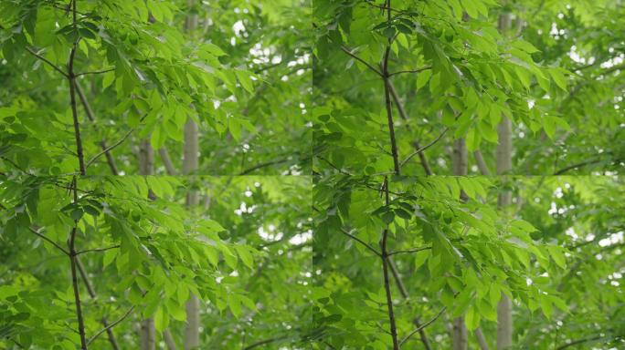 8k植物特写大自然美景唯美空境