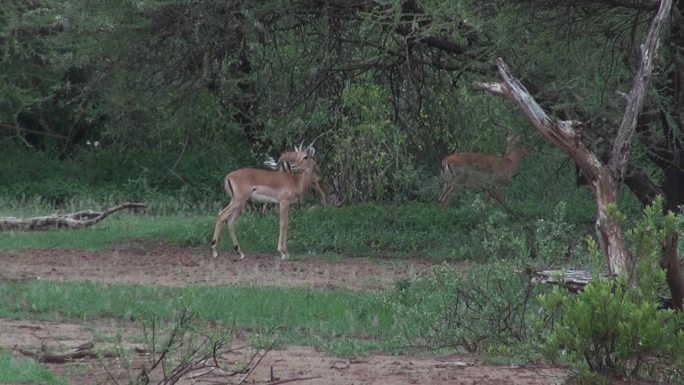 坦桑尼亚东非草原灌木丛间羚羊
