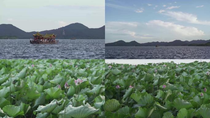 杭州西湖飞鸟游船荷花4k25帧