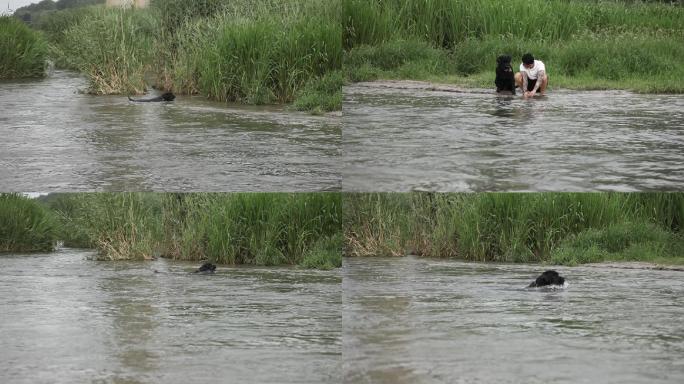 河中一只小狗在水中游来游去给主人捡东西