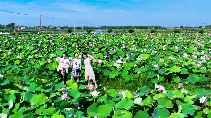 航拍巢湖岸边三河国际荷花博览园