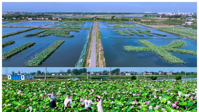 航拍巢湖岸边三河国际荷花博览园