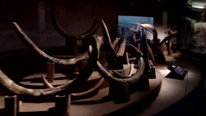 探秘古人类、环境、动物博物馆—大庆博物馆