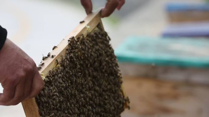 浙江金华浦江山区养蜂人蜜蜂蜂蜜蜂箱中华蜂