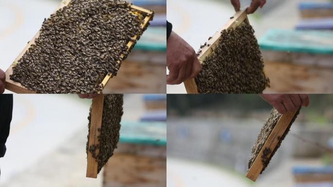 浙江金华浦江山区养蜂人蜜蜂蜂蜜蜂箱中华蜂