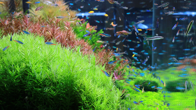 4k热带鱼生态鱼缸草缸水草实拍