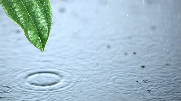 大雨打湿了叶子特写