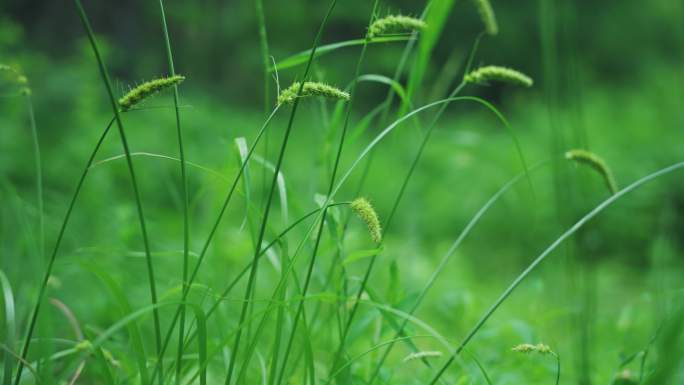 8k狗尾巴草植物唯美空镜头自然生命