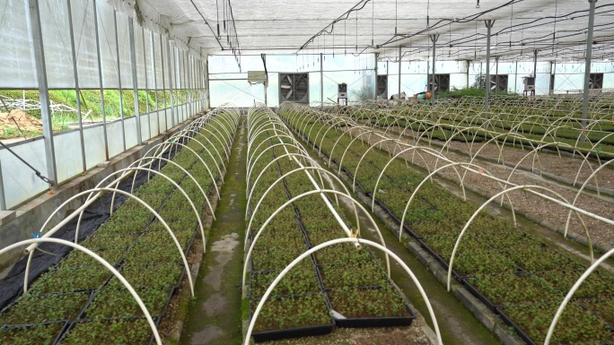 浙江现代农业高科技大棚培育蓝莓苗喷滴灌