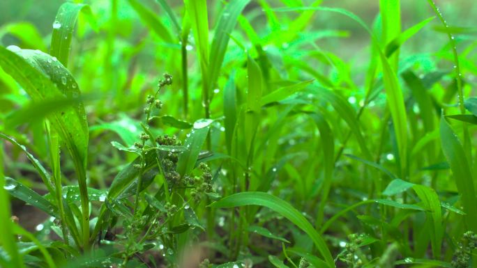 雨中的小草