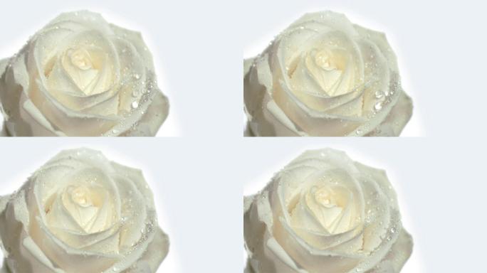 白色玫瑰特写白玫瑰