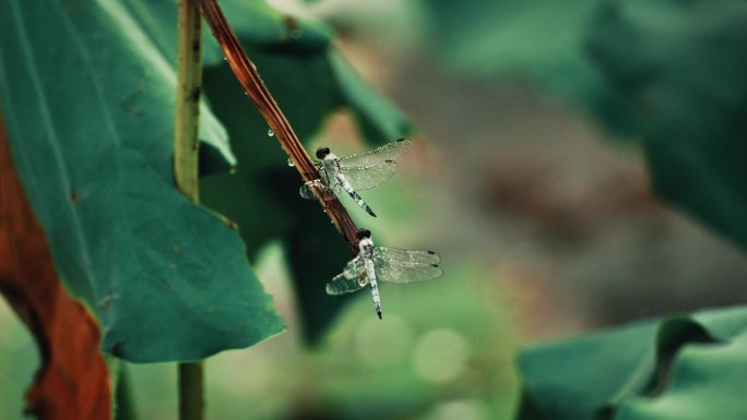 4K雨中的蜻蜓